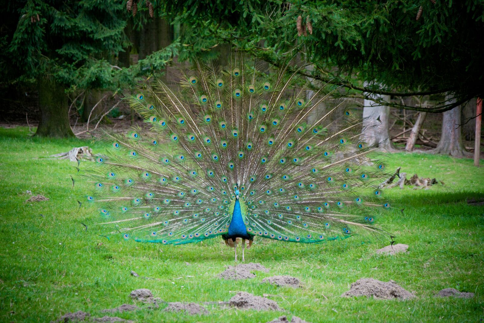 Nikon D7100 sample photo. Blue peacock, balz, spring photography
