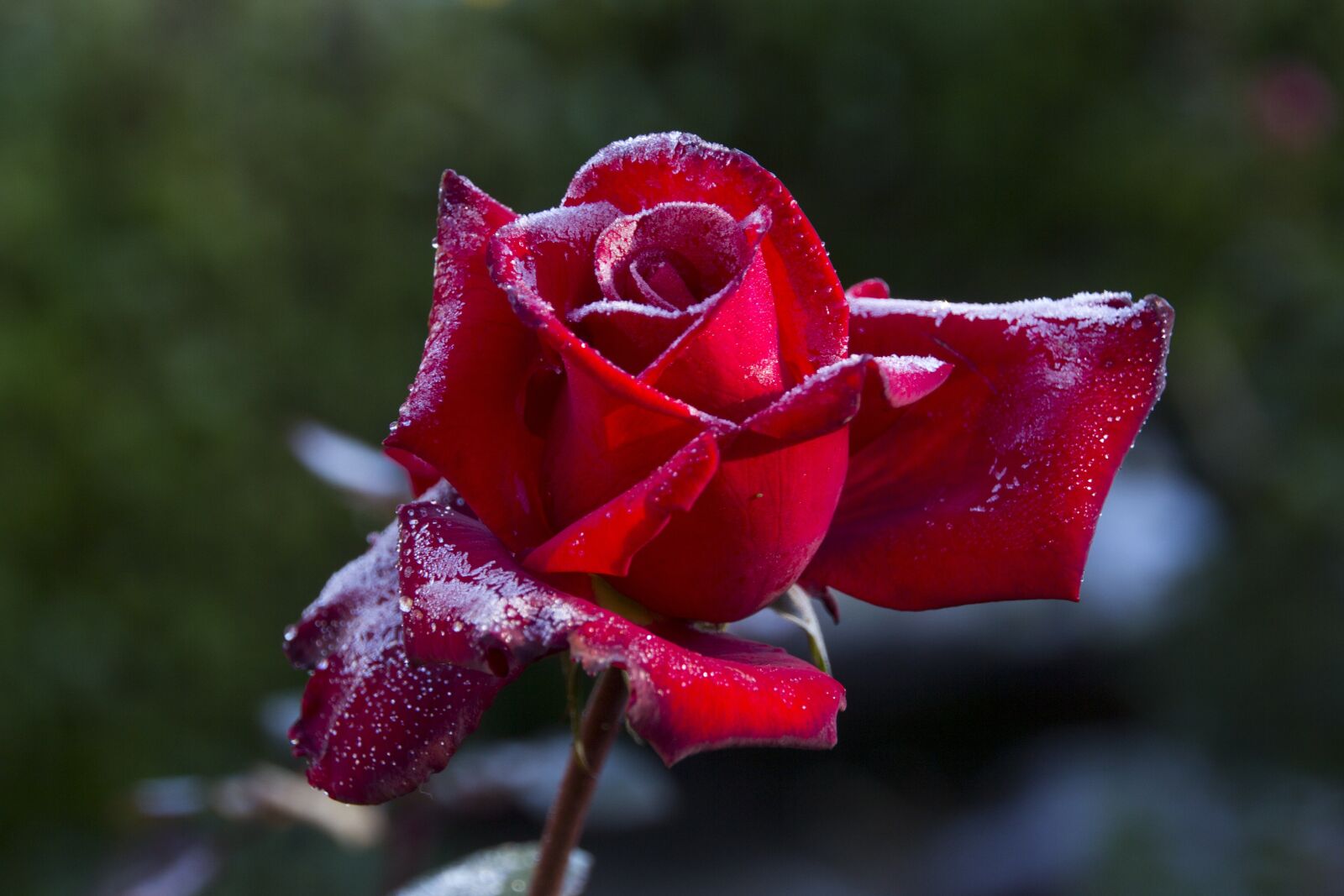 Canon EOS 60D sample photo. Rose, garden, flower photography