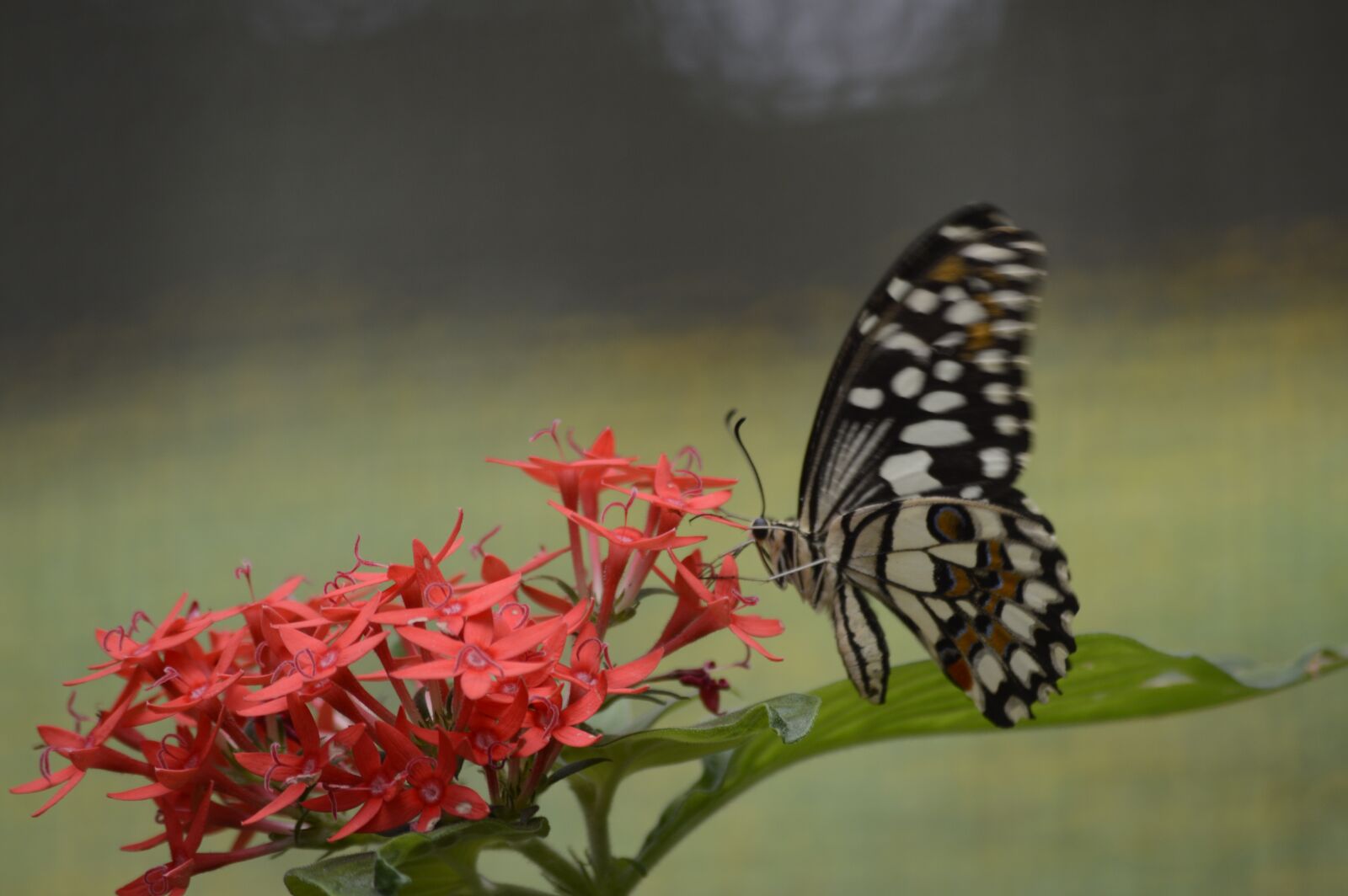 Nikon D3200 sample photo. Butterfly, insect, flower photography