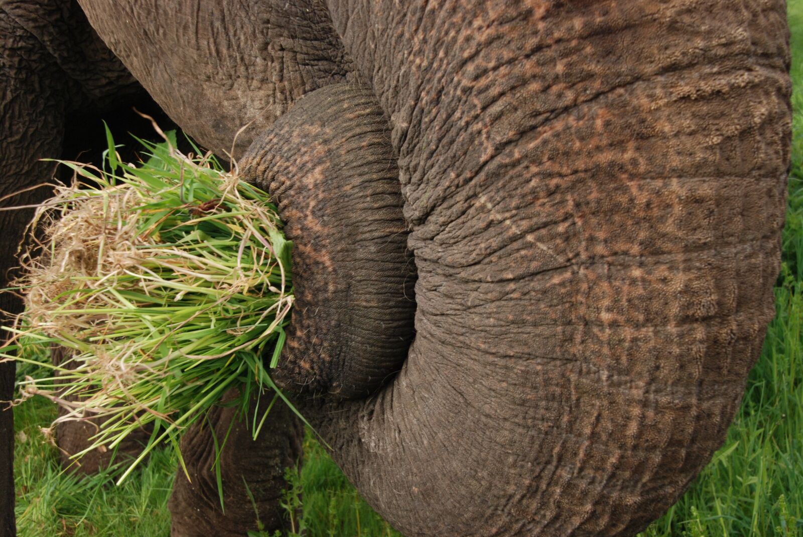 Nikon D80 sample photo. Elephant, trunk, grass photography