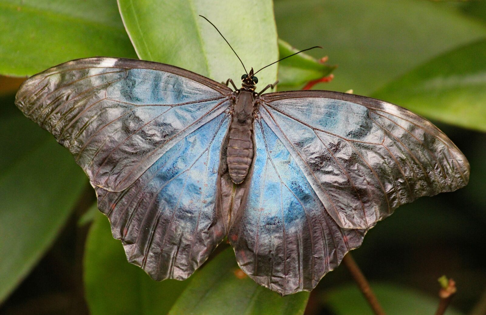 Canon EOS 550D (EOS Rebel T2i / EOS Kiss X4) sample photo. Butterfly, the exotic, insect photography