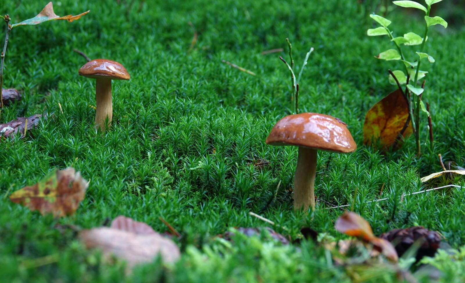 Sony Cyber-shot DSC-RX10 III sample photo. Mushrooms, mushroom, autumn moss photography