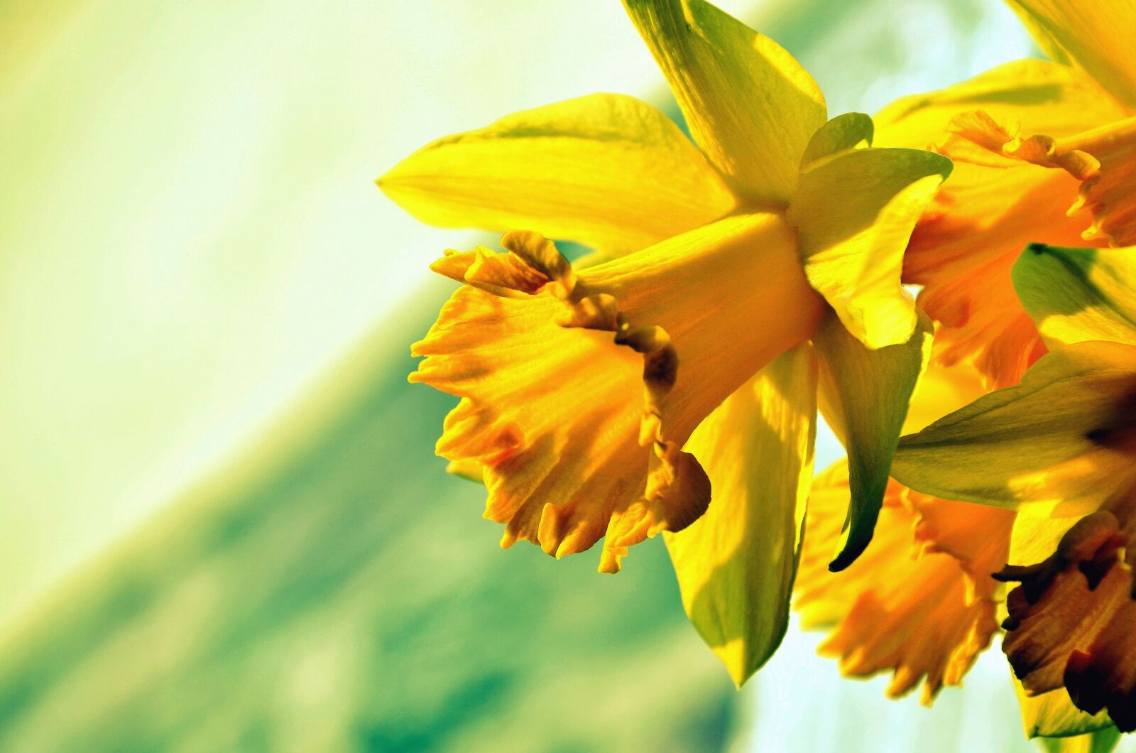 Nikon D5100 sample photo. Daffodil, flower, petal, plant photography