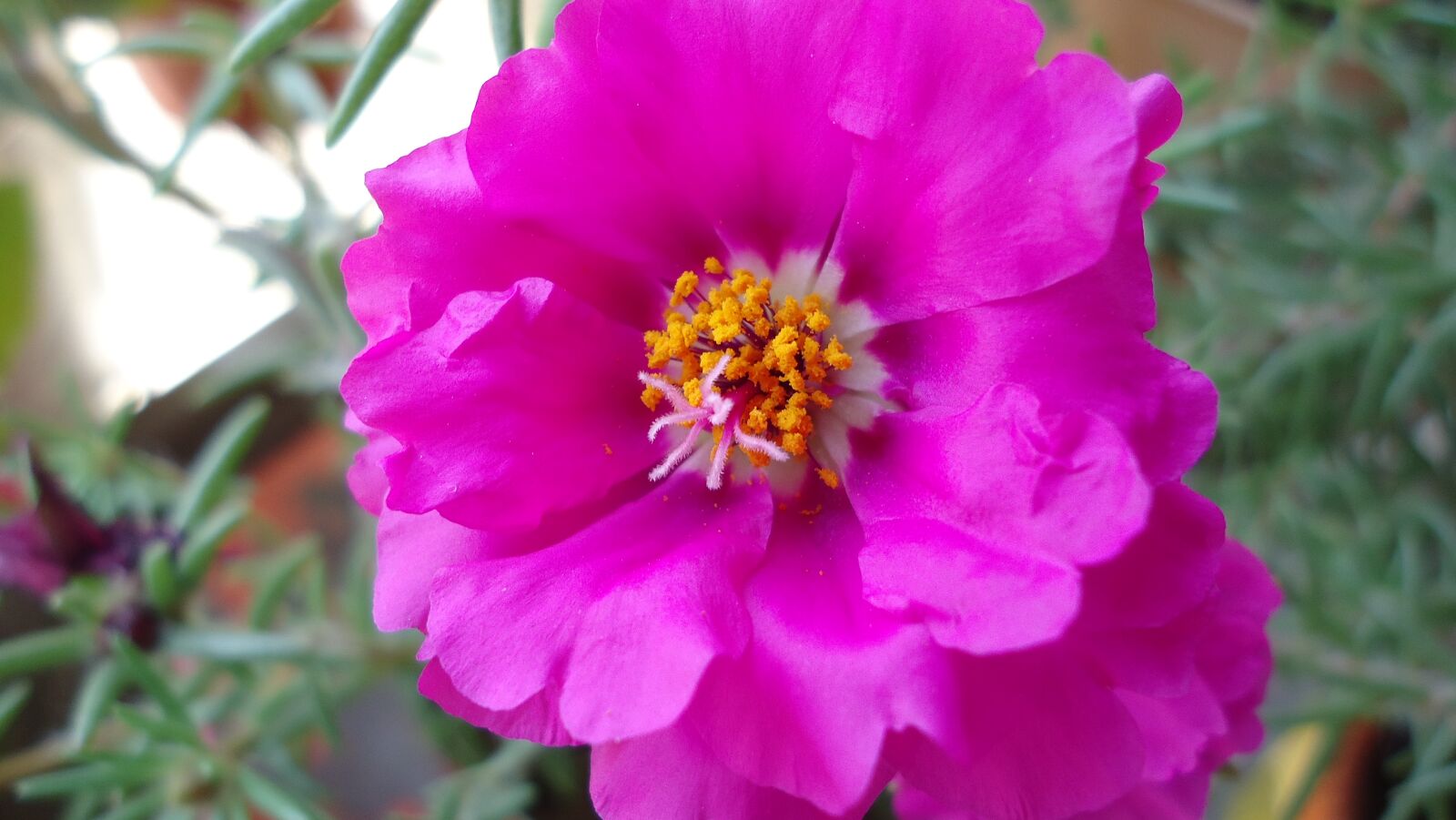 Sony Cyber-shot DSC-W610 sample photo. Flower, rosa, flowers photography
