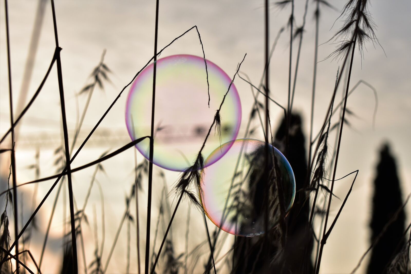 Nikon D5500 sample photo. Soap bubble, backlighting, mood photography