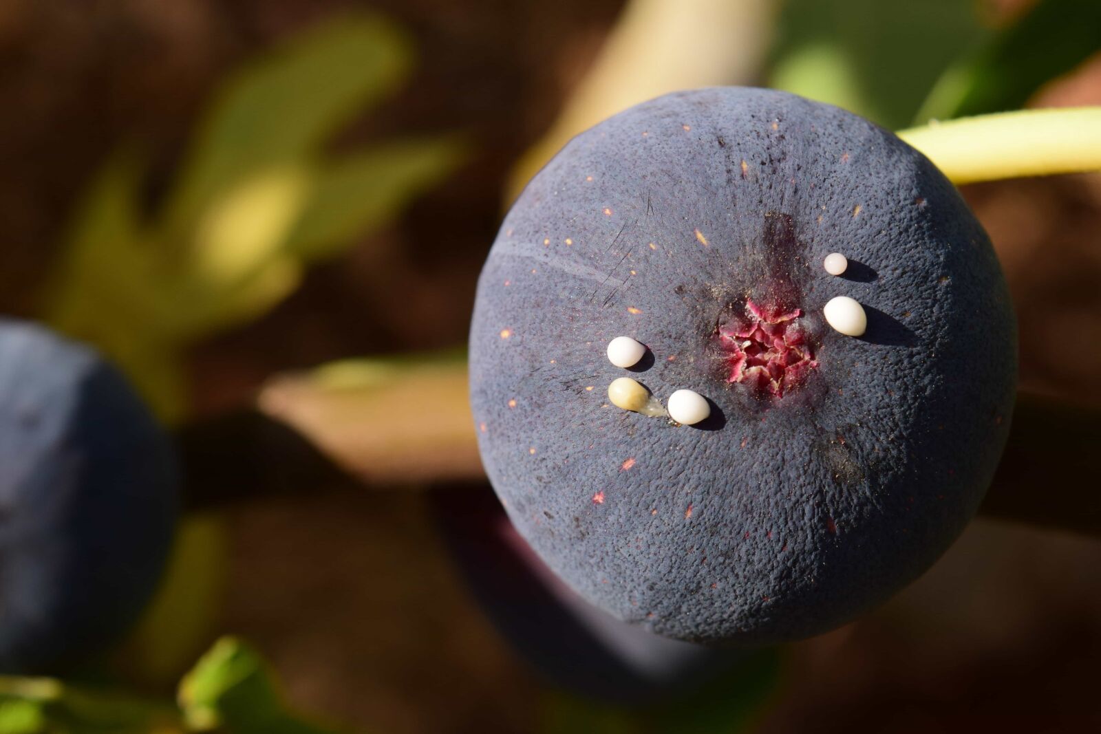 Nikon D3300 sample photo. Nature, leaf, fruit, fig photography