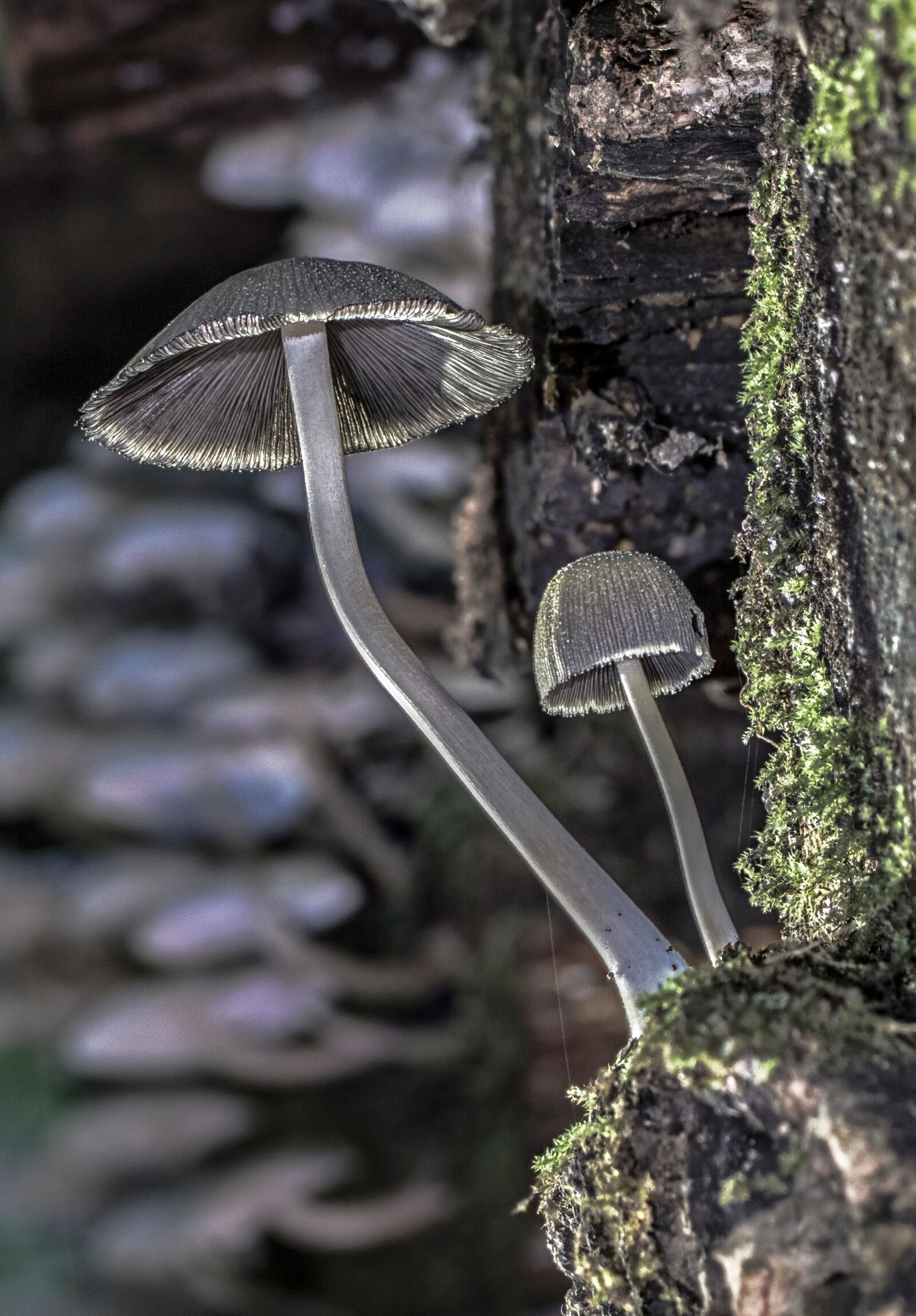 Tamron SP AF 60mm F2 Di II LD IF Macro sample photo. Mushroom, forest, mushrooms photography