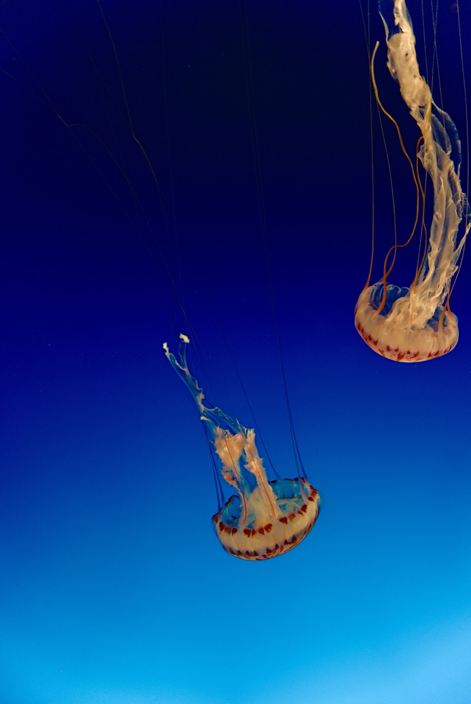 Sony a6300 + Sony E 16-50mm F3.5-5.6 PZ OSS sample photo. Jellyfish, sea jellies, marine photography