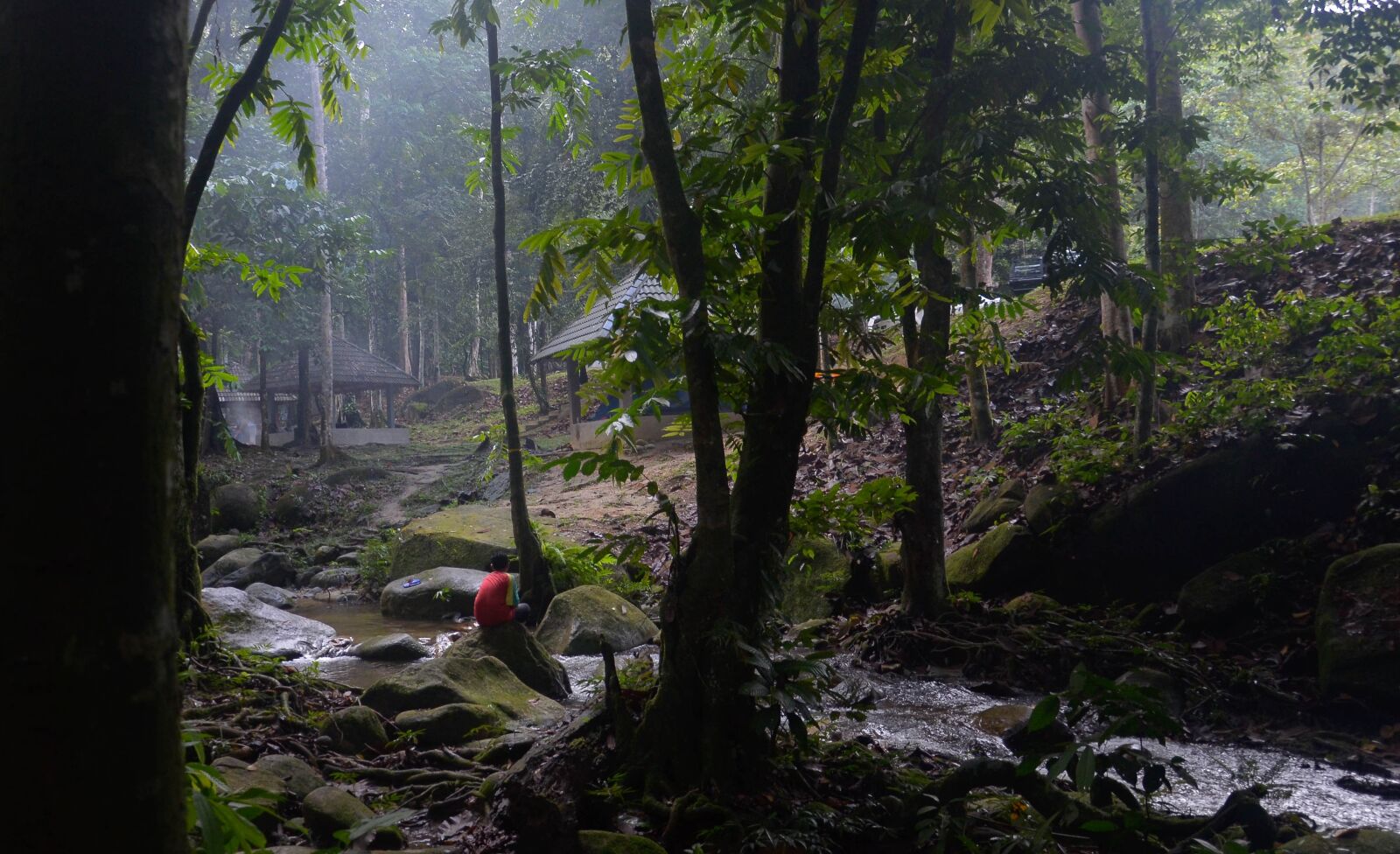Nikon D7000 sample photo. Forest, jungle, rainforest photography