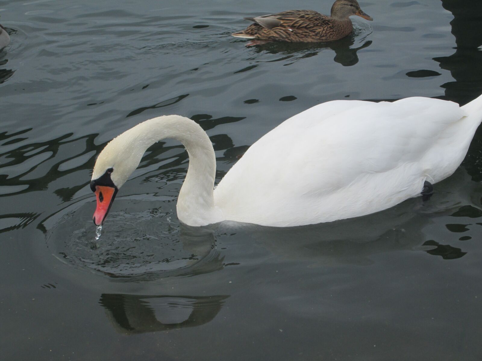 Canon PowerShot A2400 IS sample photo. Swan, water, lake photography