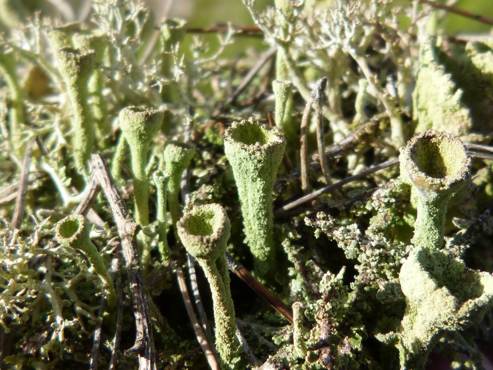 Panasonic DMC-FZ62 sample photo. Lichen, moss, snorquel photography