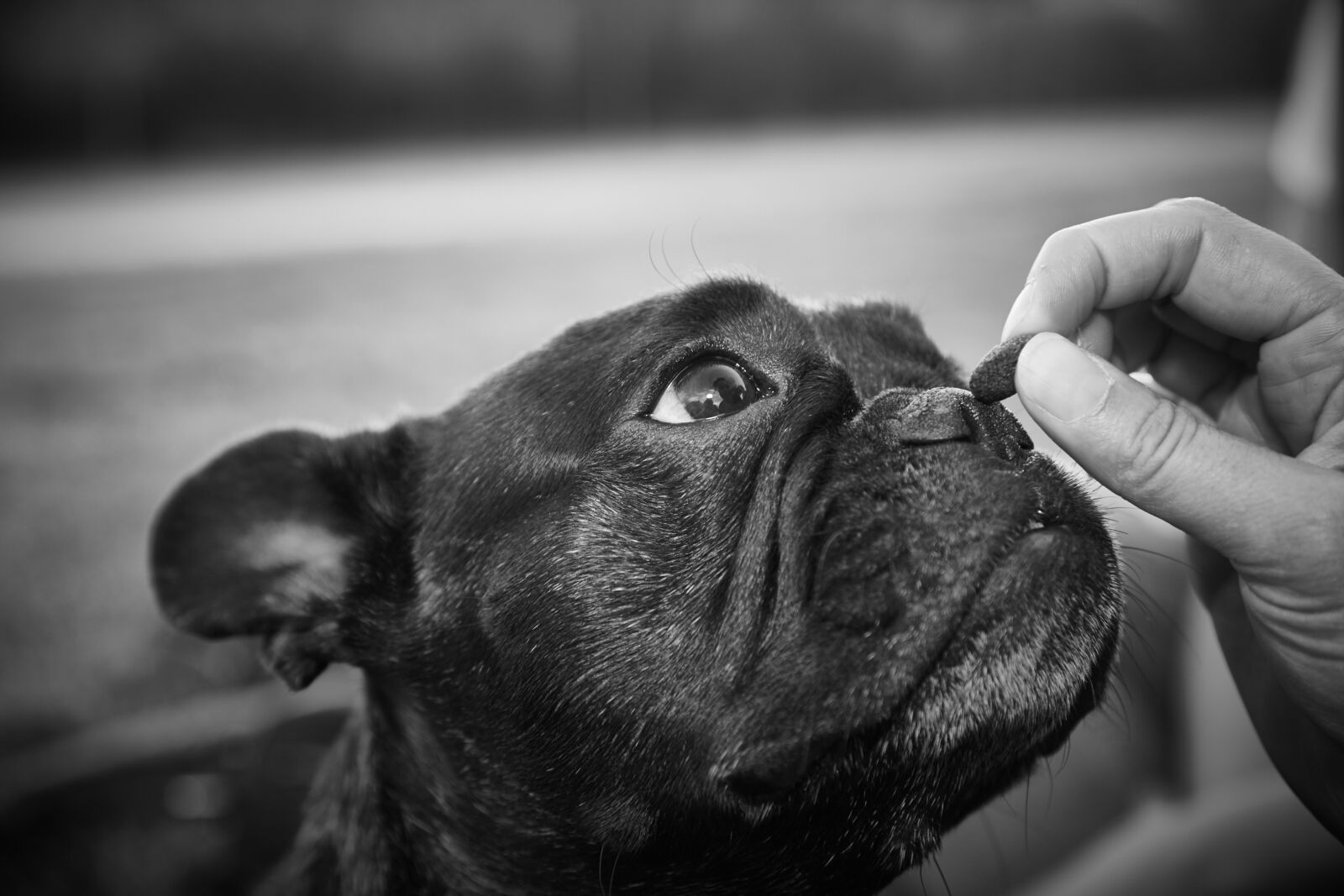 Canon EOS 6D Mark II sample photo. Bulldog french, dog, animal photography