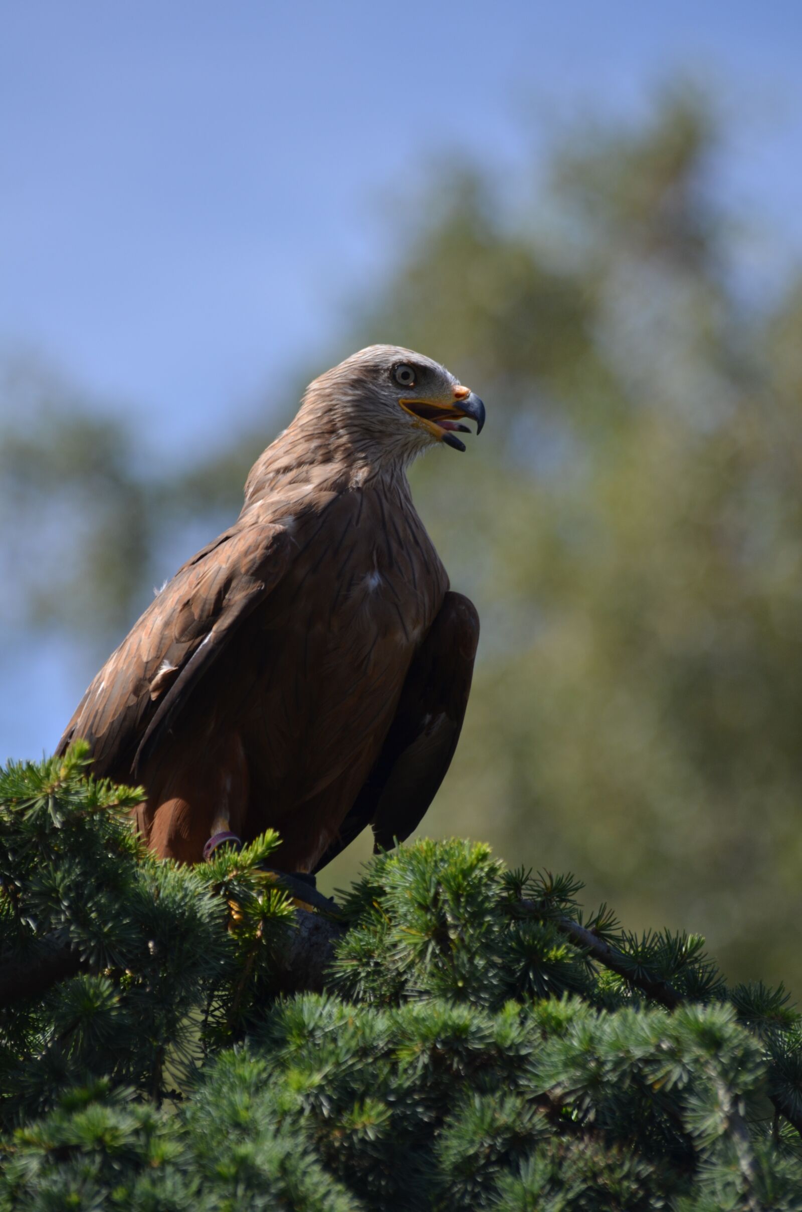 Nikon D7000 sample photo. Raptor, bird, pen photography