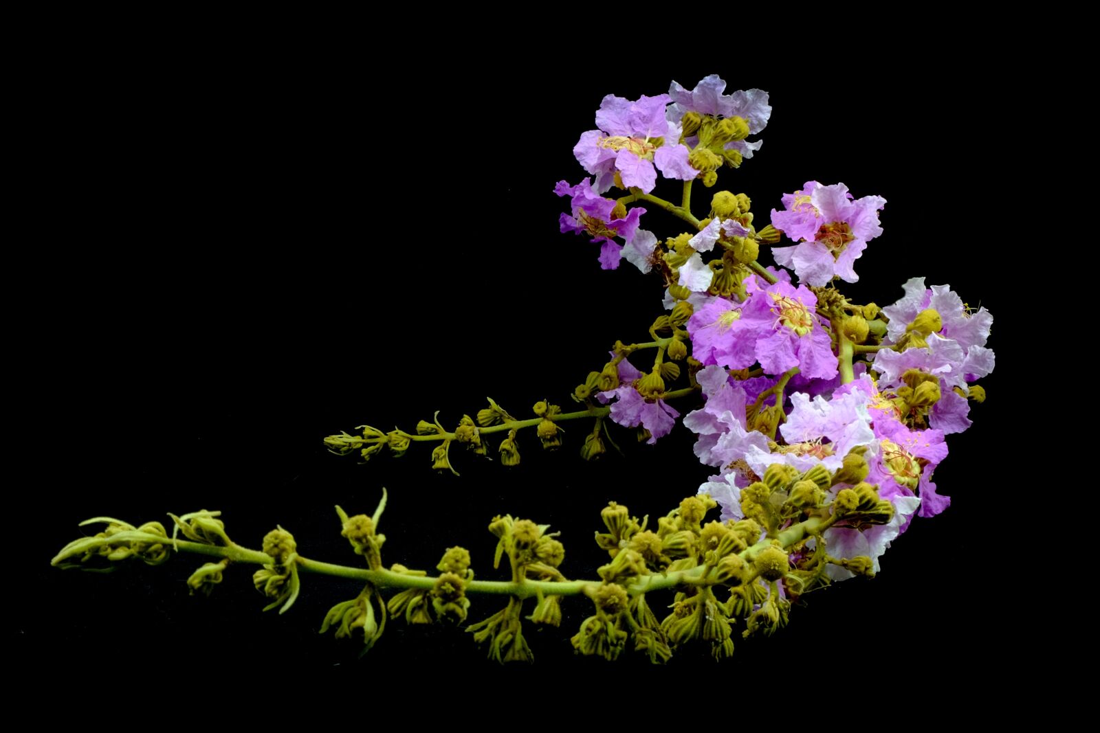 Fujifilm X-E2 sample photo. Floribunda, purple, plant photography