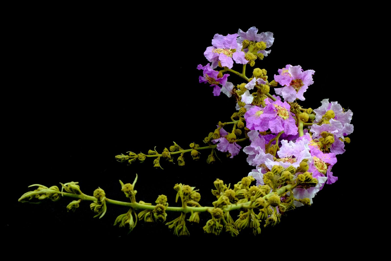 Fujifilm X-E2 + Fujifilm XC 16-50mm F3.5-5.6 OIS II sample photo. Floribunda, purple, plant photography