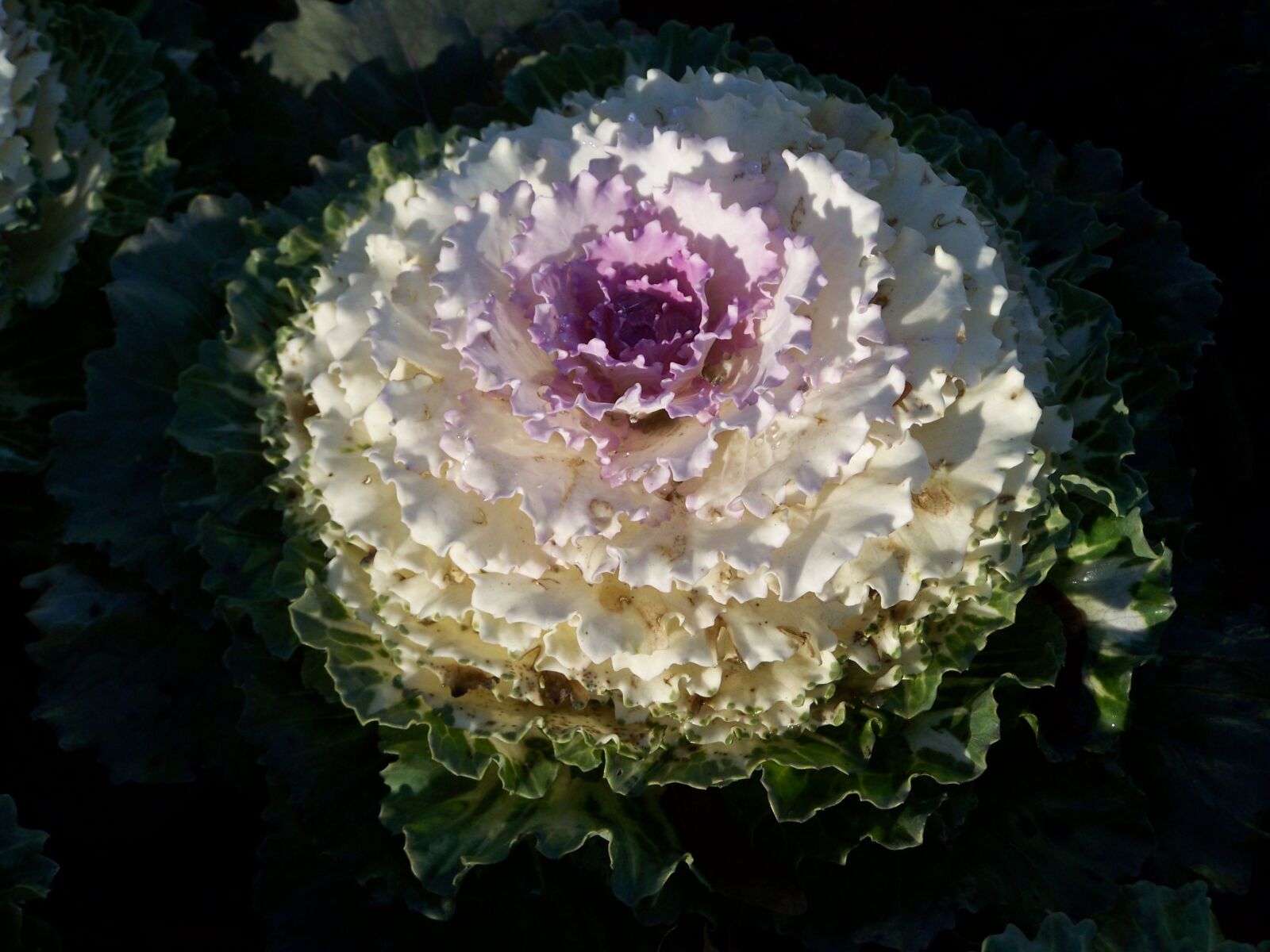 Kodak EASYSHARE ZD710 ZOOM DIGITAL CAMERA sample photo. Ornamental cabbage, garden plant photography