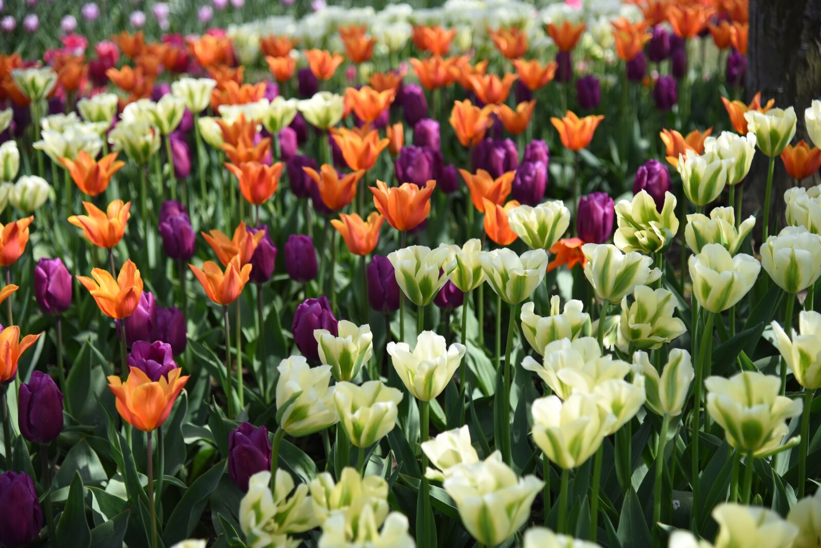 Nikon D750 sample photo. Tulips, flower, colorful photography
