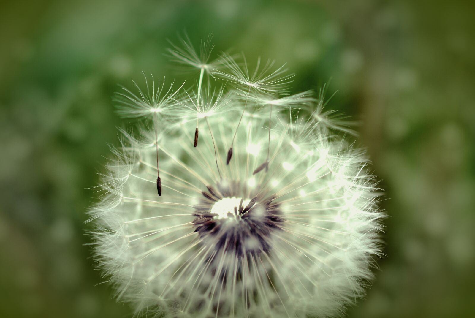 Nikon D5200 sample photo. Dandelion, pappus, seeds photography