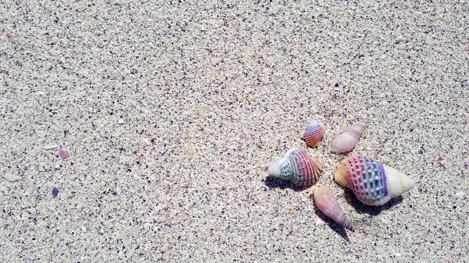 Samsung Galaxy A5(2017) sample photo. Shell, seashell, beach photography