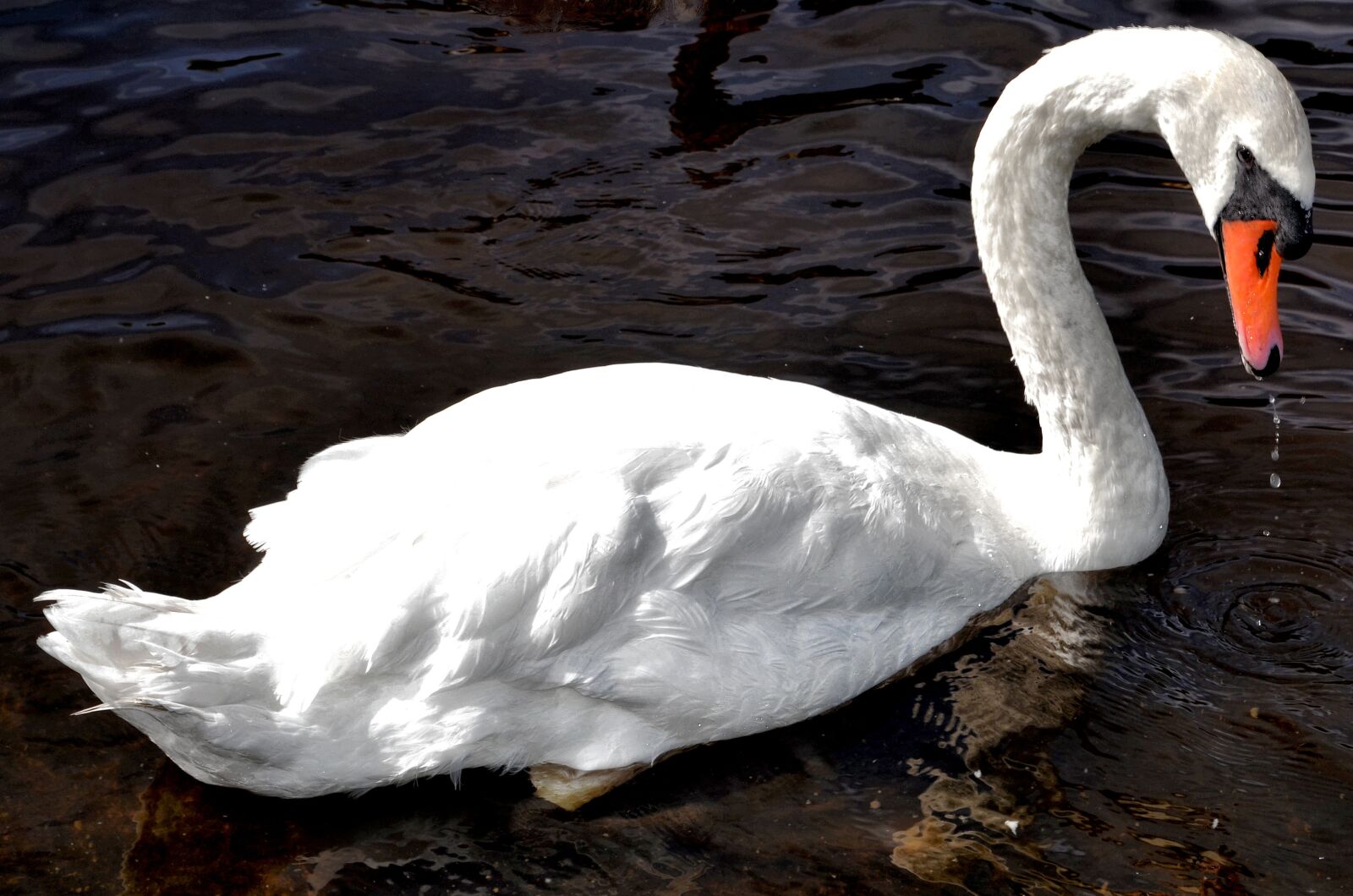Nikon D5100 sample photo. Swan, river, bird photography