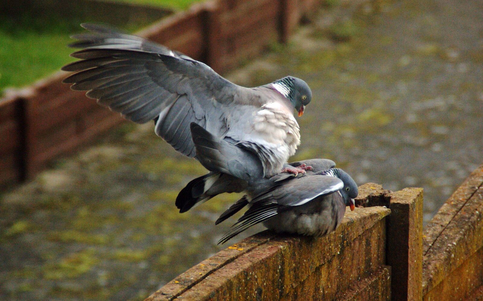 Sony Alpha DSLR-A290 sample photo. Pigeon, wood pigeon, spring photography