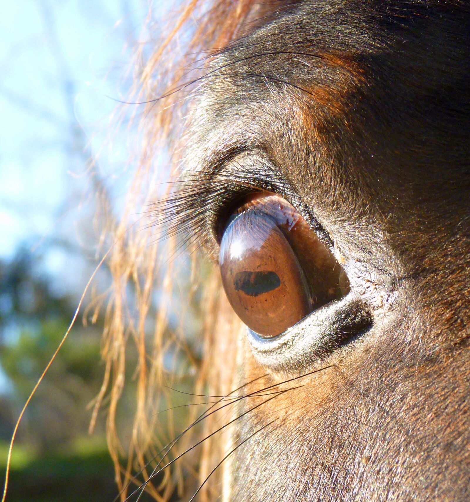 Panasonic Lumix DMC-FZ35 (Lumix DMC-FZ38) sample photo. Horse, pure arab blood photography