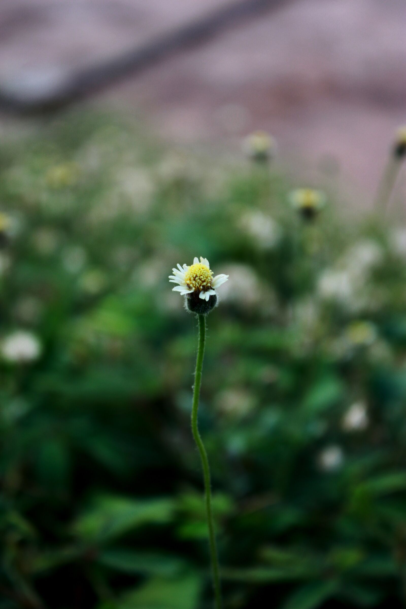 Canon EOS 450D (EOS Rebel XSi / EOS Kiss X2) sample photo. ดอกไม้, ดอกหญ้า, font style vertical-align inherit photography