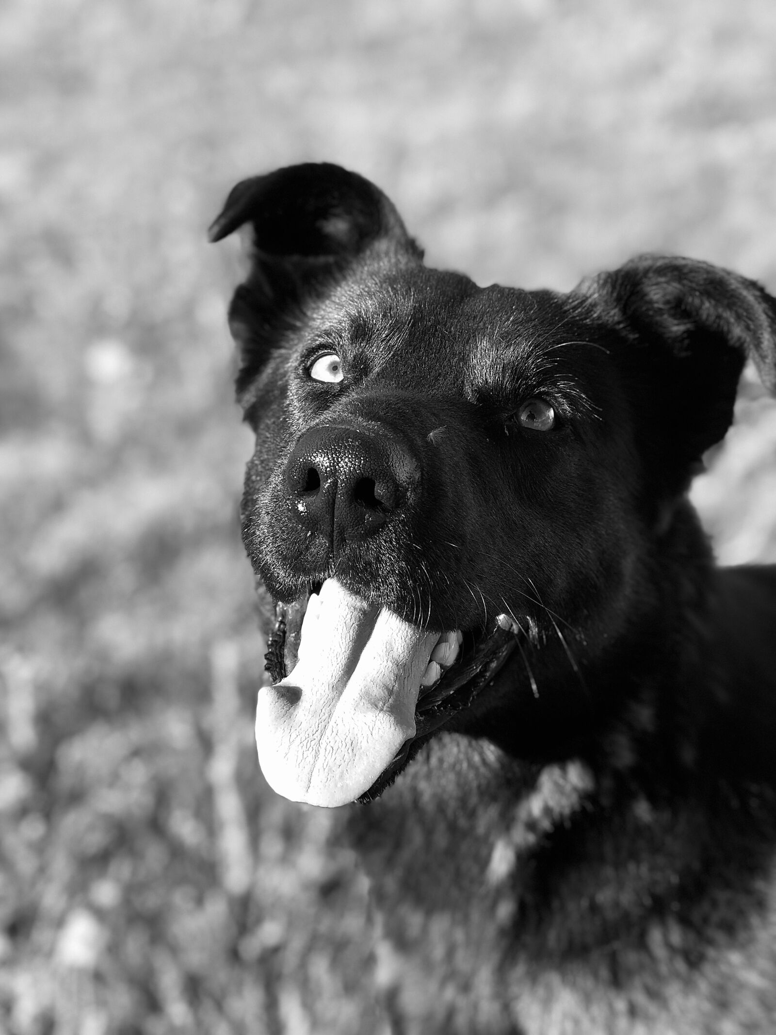 iPhone 8 Plus back dual camera 6.6mm f/2.8 sample photo. Dog, monochromatic, monochrome photography