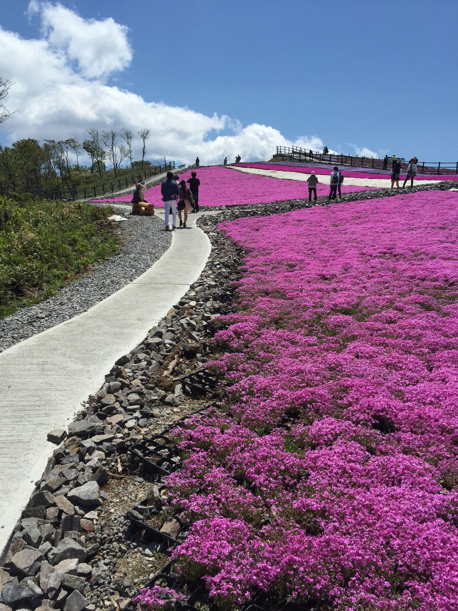 Apple iPhone 6 sample photo. Phlox, carpets of flowers photography