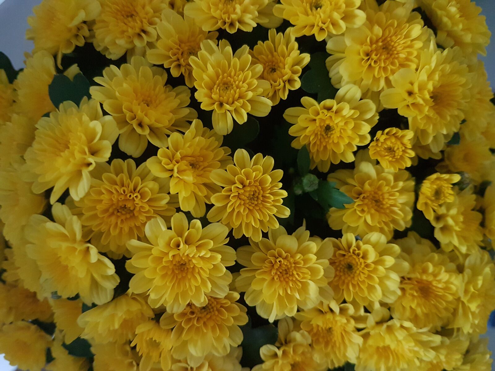 Samsung Galaxy S7 sample photo. Flower, dahlia, yellow photography
