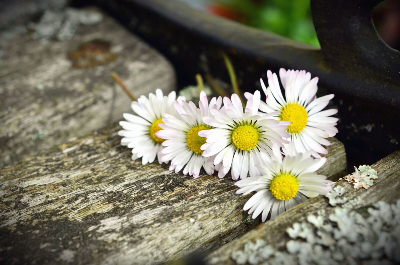 Nikon D5100 sample photo. Wood, flower, petal, daisy photography