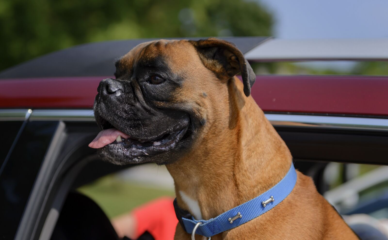 Nikon D610 sample photo. Dog, pet, animal photography