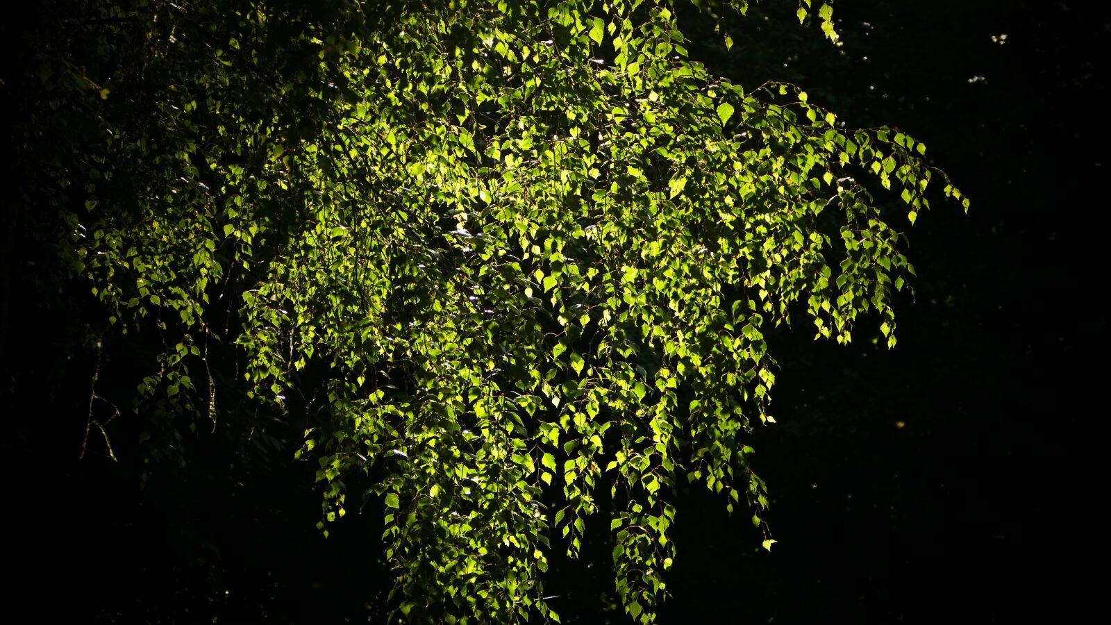 Panasonic Lumix DMC-FZ1000 sample photo. Leaves, birch, tree photography
