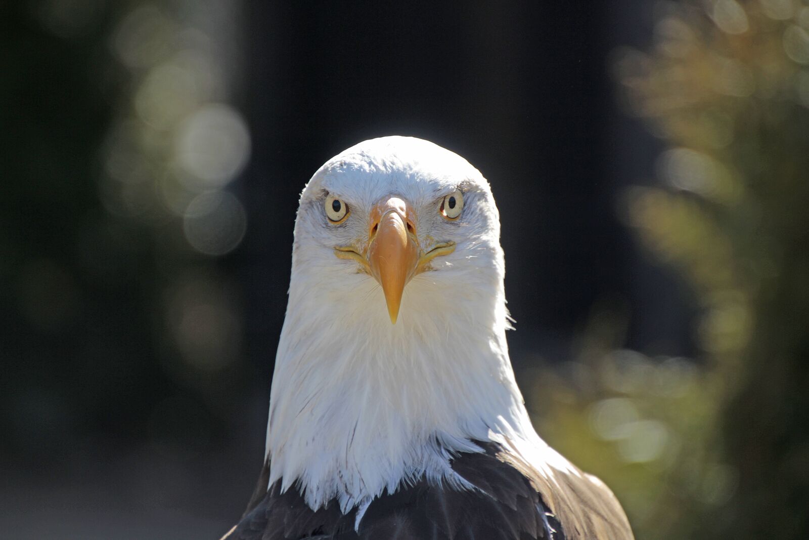 Canon EOS 700D (EOS Rebel T5i / EOS Kiss X7i) sample photo. Adler, bird, bird of photography