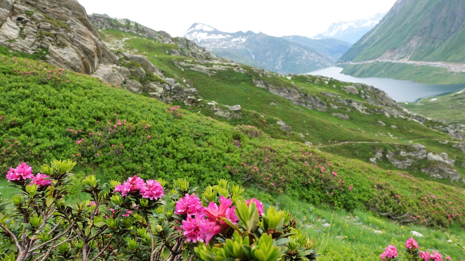 Sony Cyber-shot DSC-RX100 IV sample photo. Alpine roses, lake, mountain photography