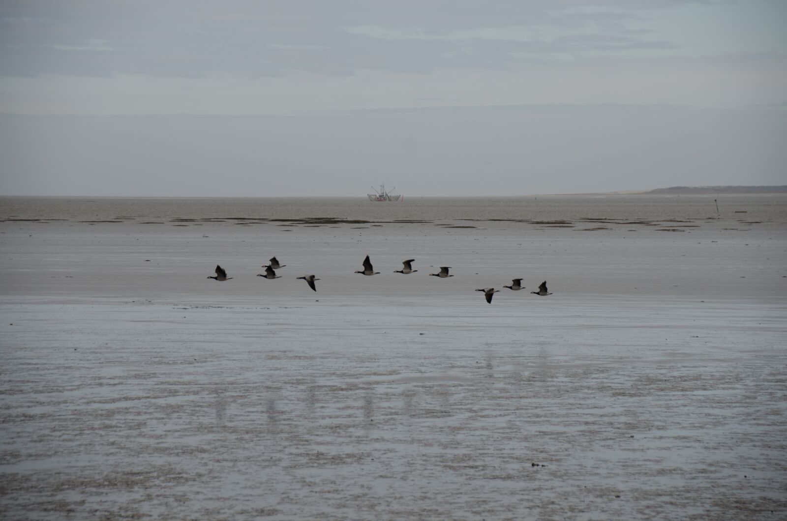 Nikon D5100 sample photo. Sea, gulls, bird photography