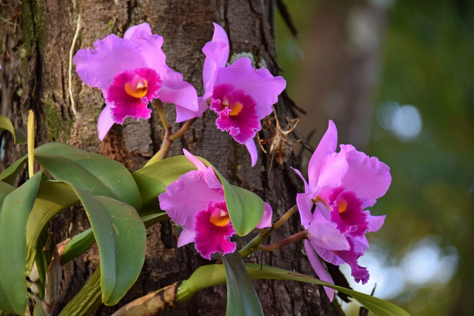 Nikon D5300 sample photo. Flower, orchid, spring photography
