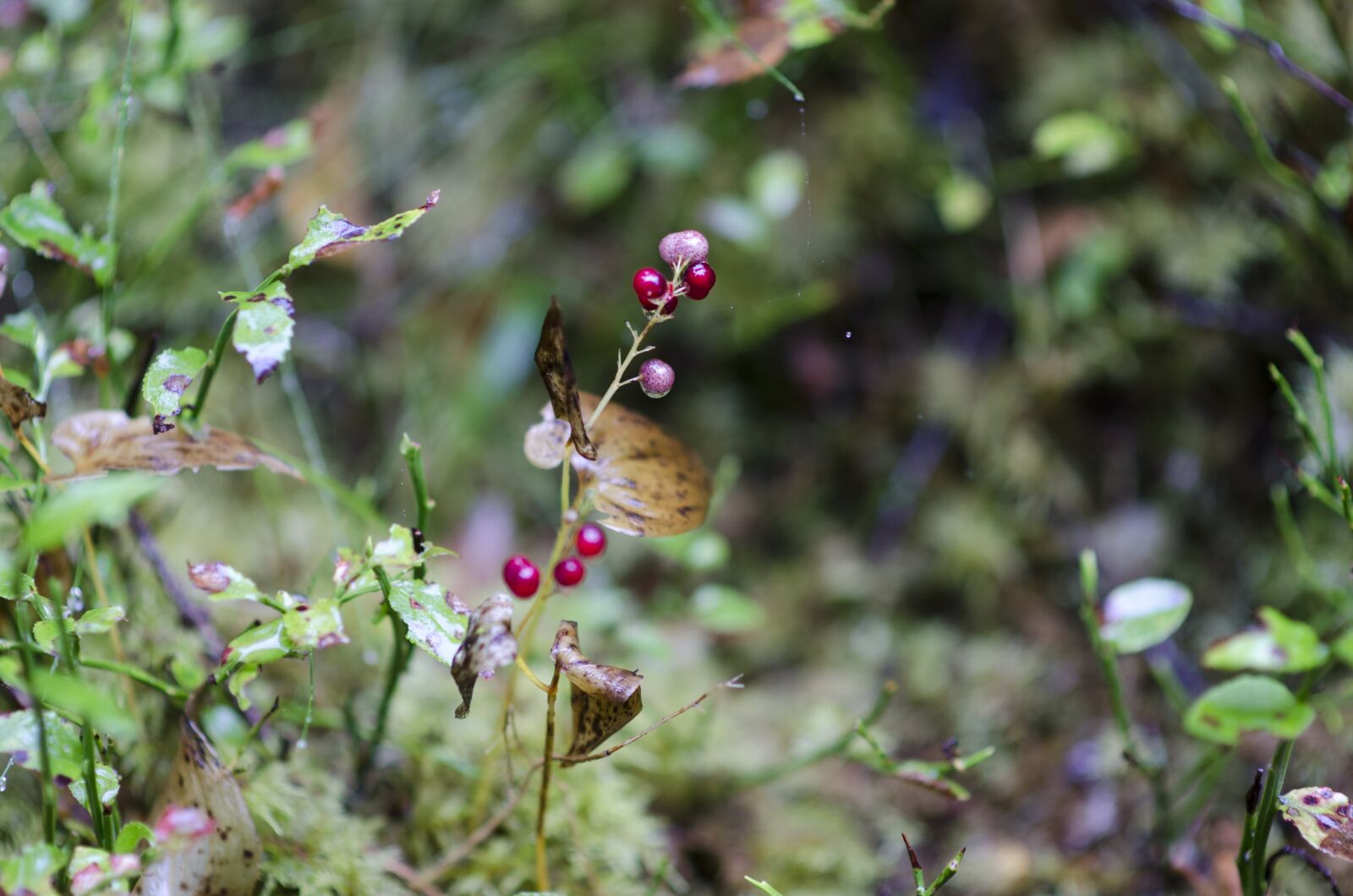 Nikon D7000 sample photo. Lingon, berry, forest photography