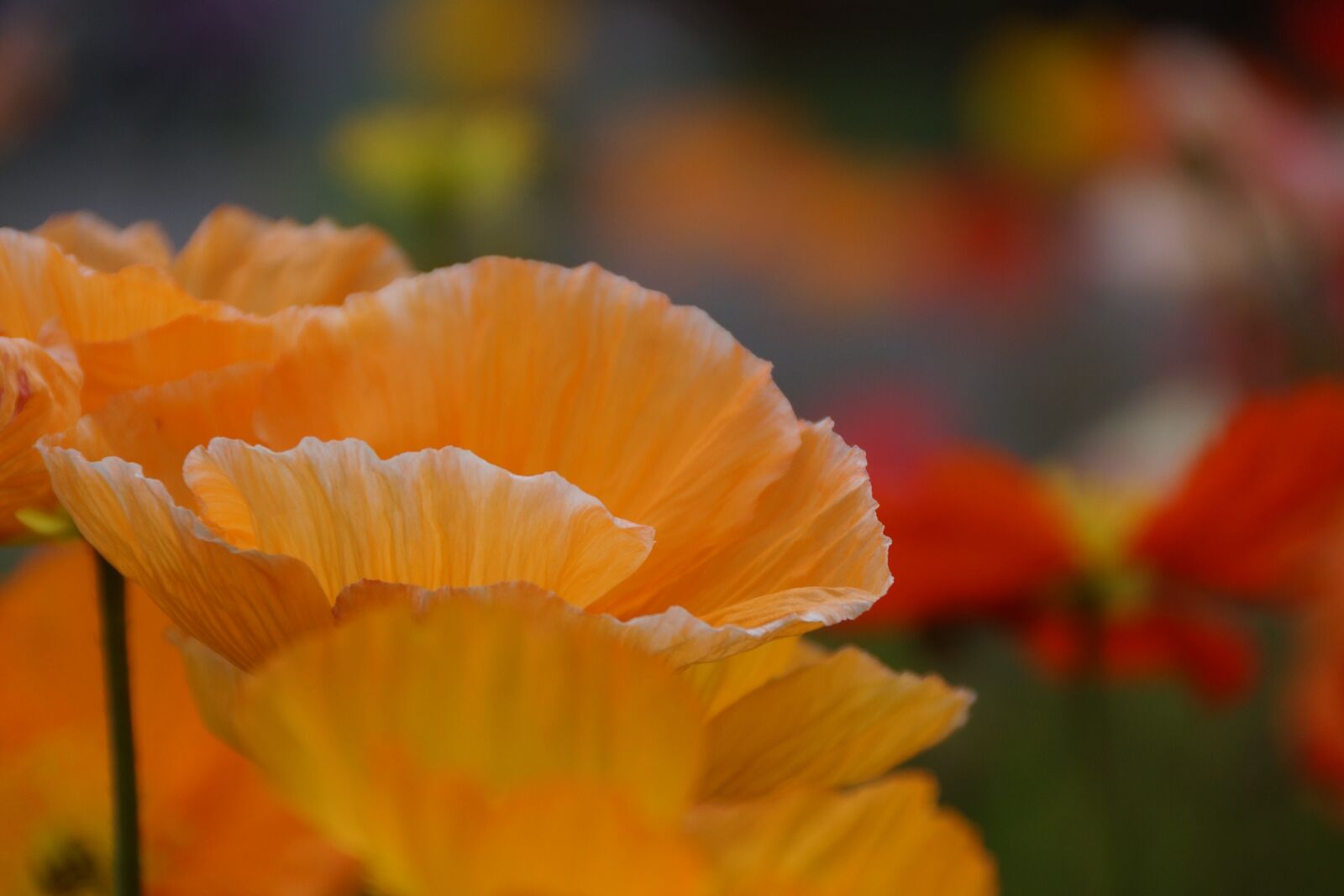 Sony SLT-A77 + Sony DT 18-250mm F3.5-6.3 sample photo. Orange, poppy, flower photography