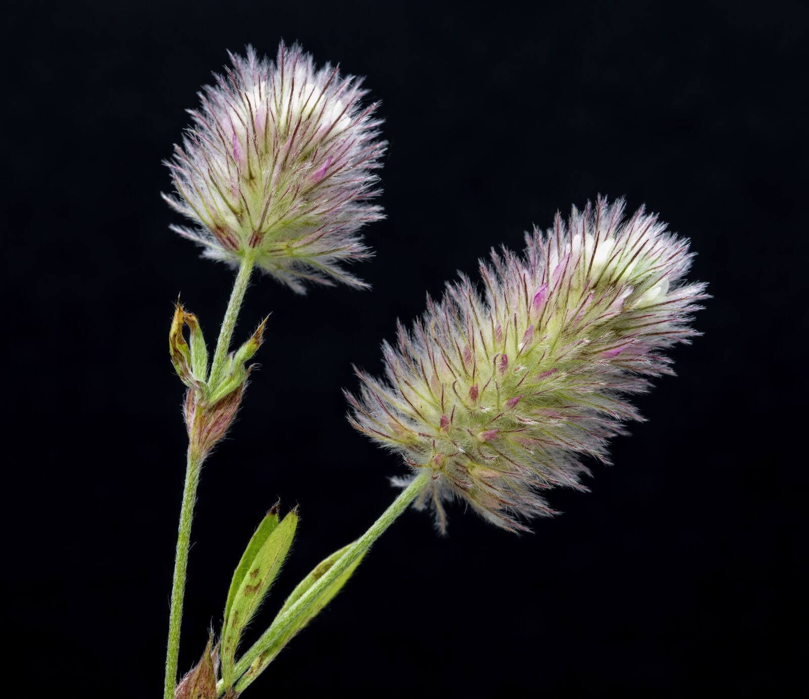 Canon EOS 800D (EOS Rebel T7i / EOS Kiss X9i) sample photo. Hare's-foot-clover, wildflower, botany photography