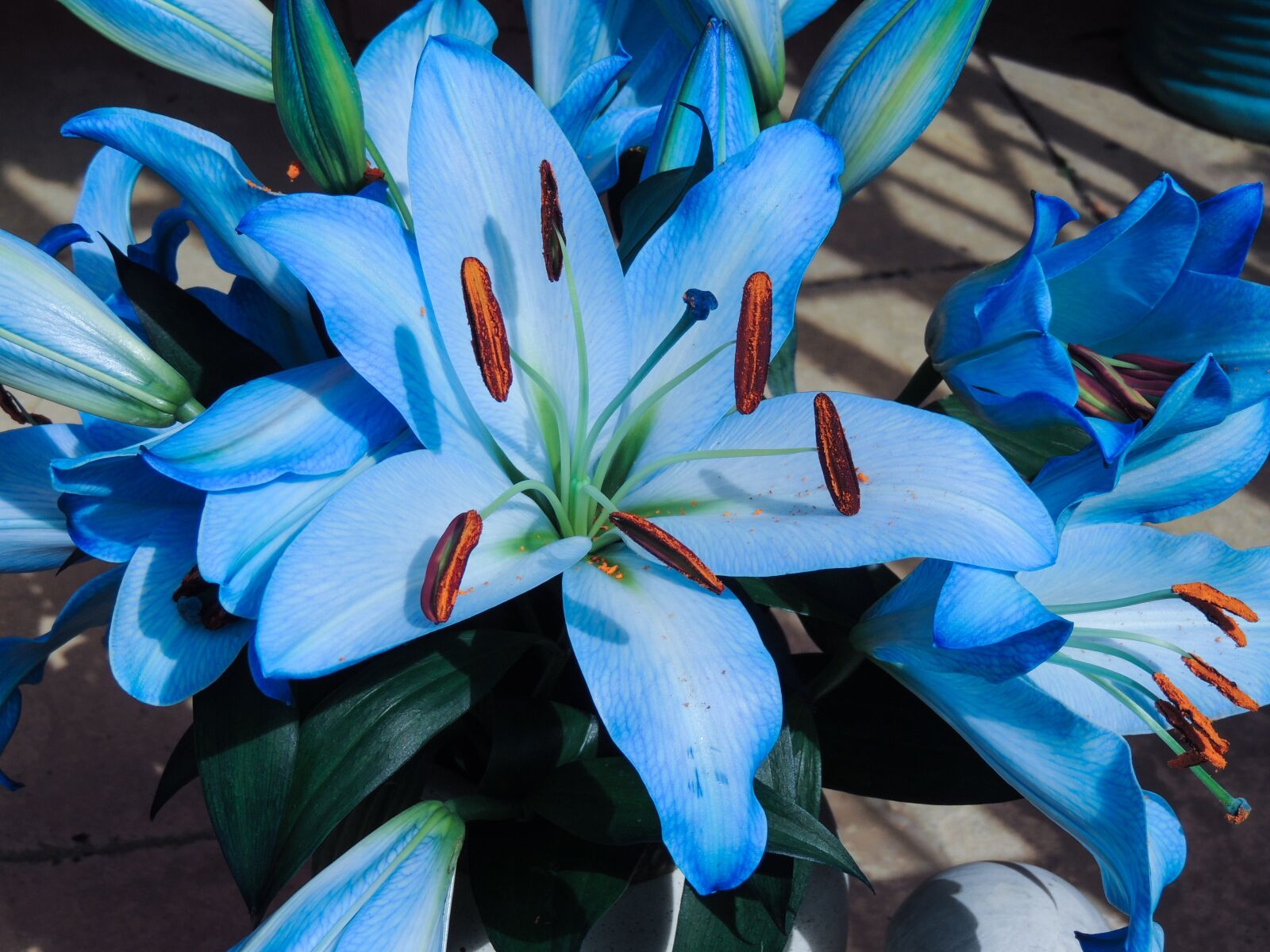 Nikon Coolpix P510 sample photo. Blue, lily's, plant photography
