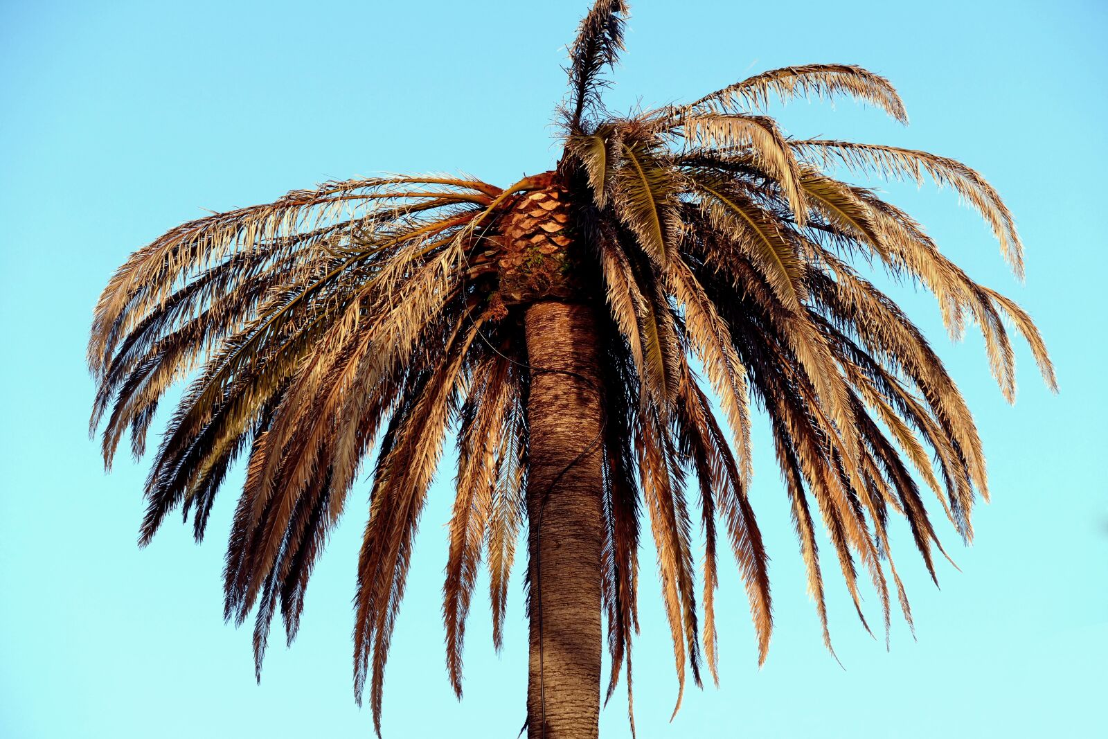 Panasonic Lumix DMC-FZ1000 sample photo. Palma, coconut, tree photography