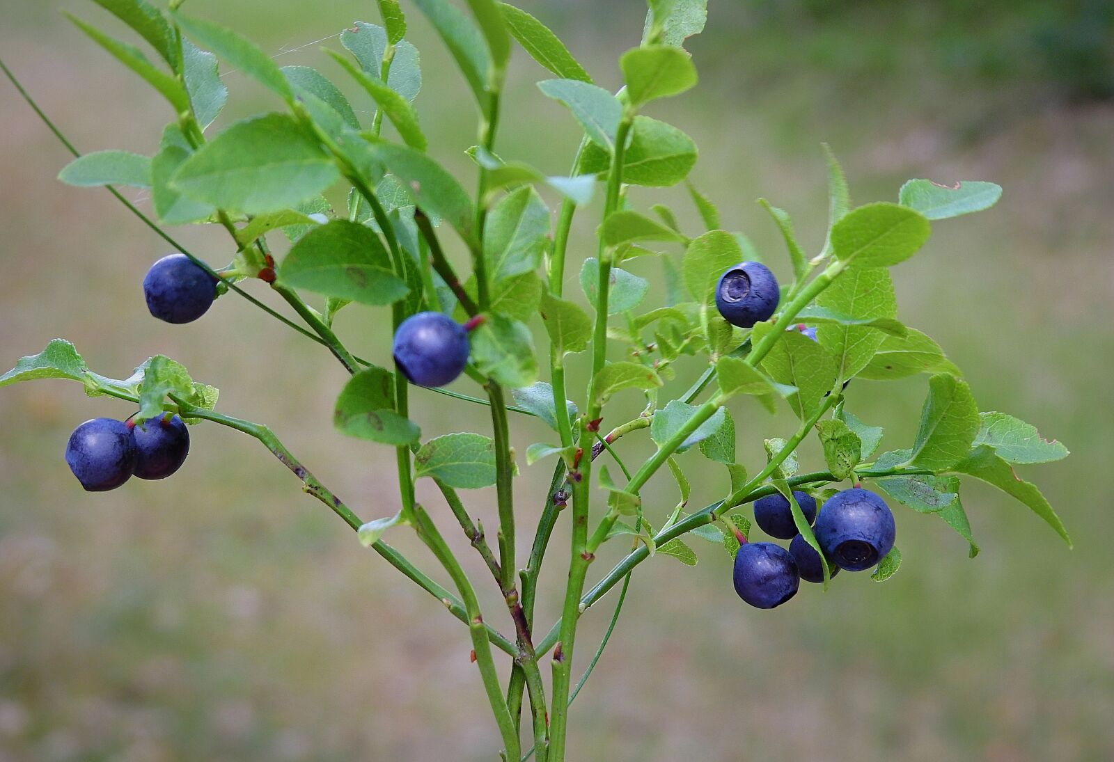 Nikon Coolpix P900 sample photo. Berries, bush, forest photography