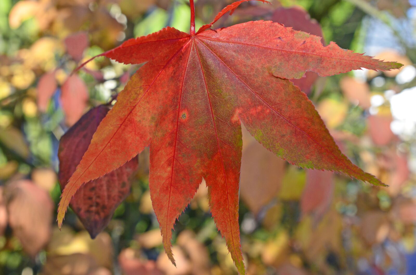 Nikon D5100 sample photo. Leaf, leaves, autumn photography