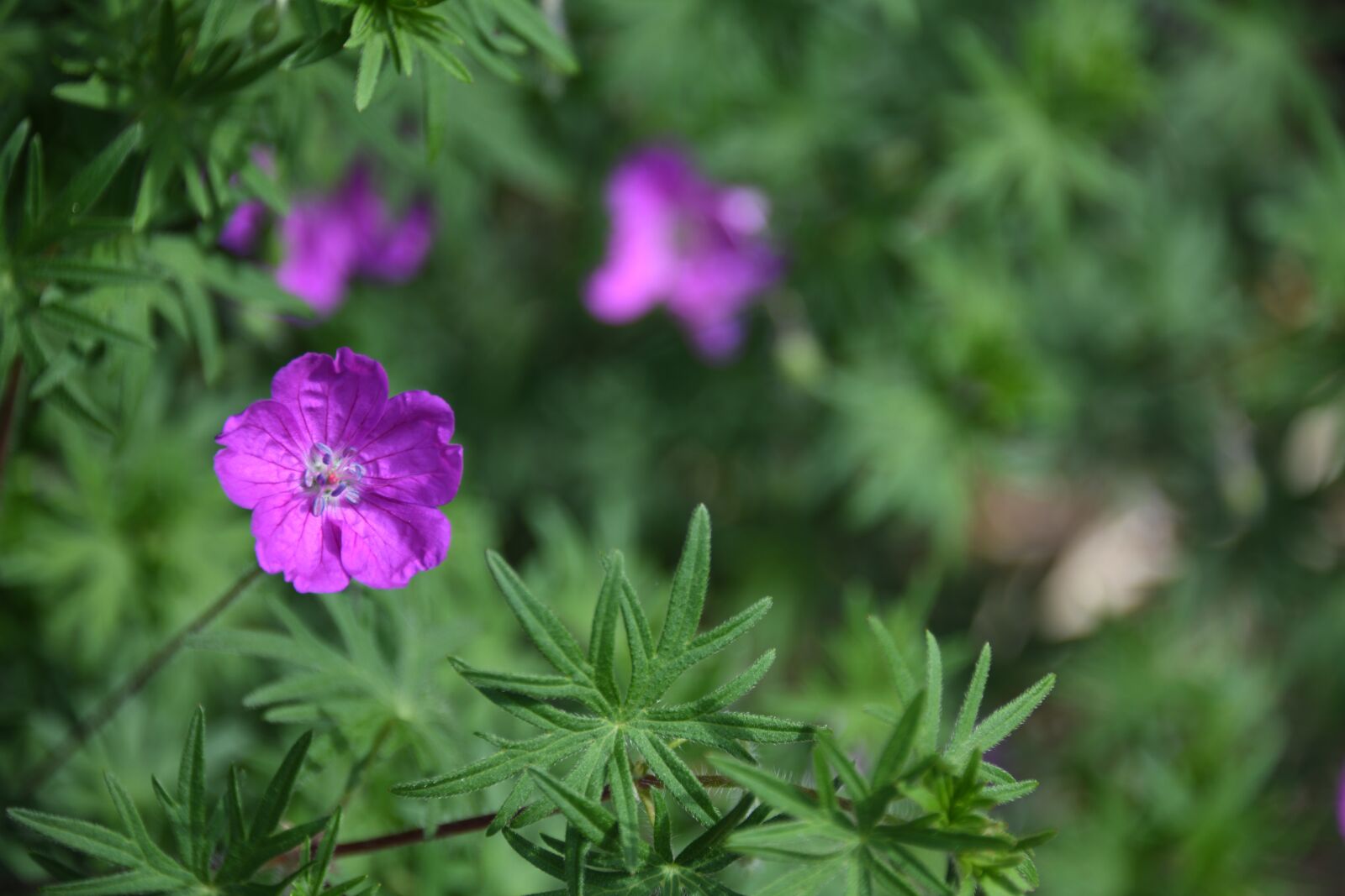 Nikon D850 sample photo. Flower, pink, purple photography