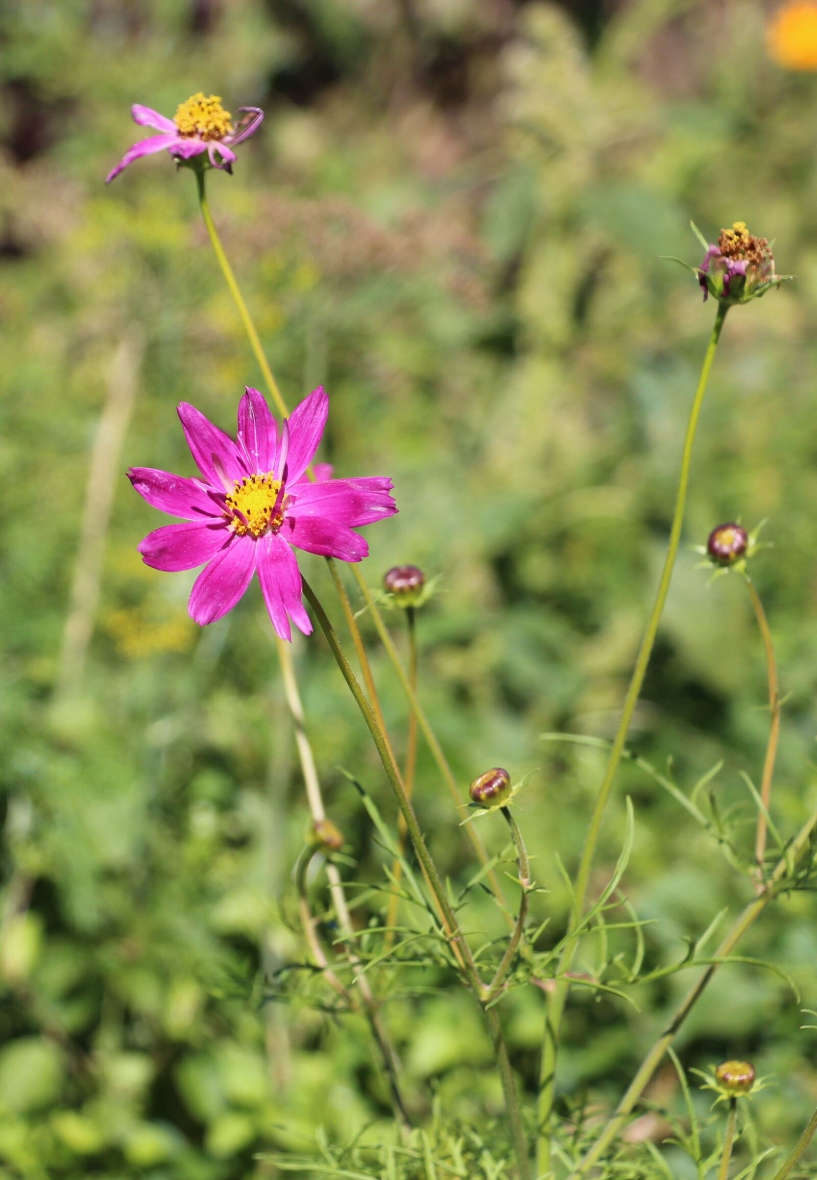 Canon EOS 650D (EOS Rebel T4i / EOS Kiss X6i) sample photo. Summer, flowers, nature photography