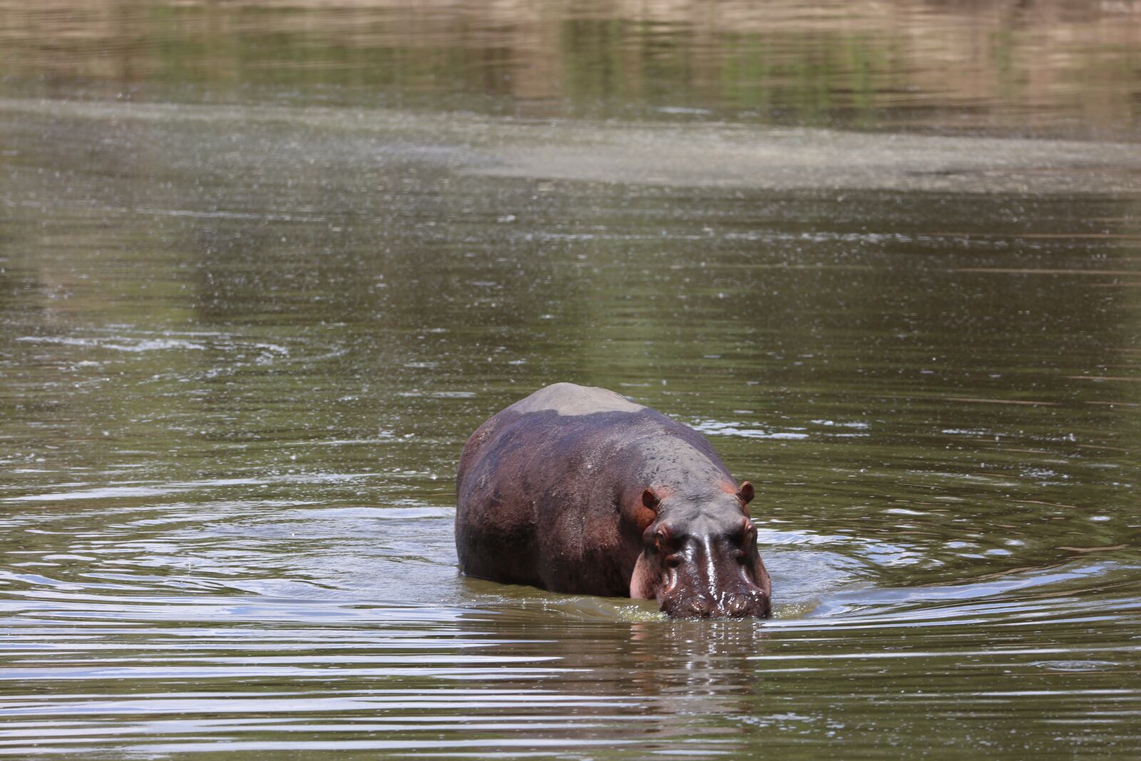 150-600mm F5-6.3 DG OS HSM | Contemporary 015 sample photo. Hippo, wildlife, safari photography