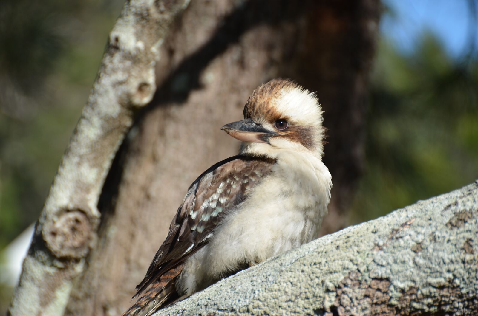 Nikon D7000 sample photo. Bird, wildlife, nature photography