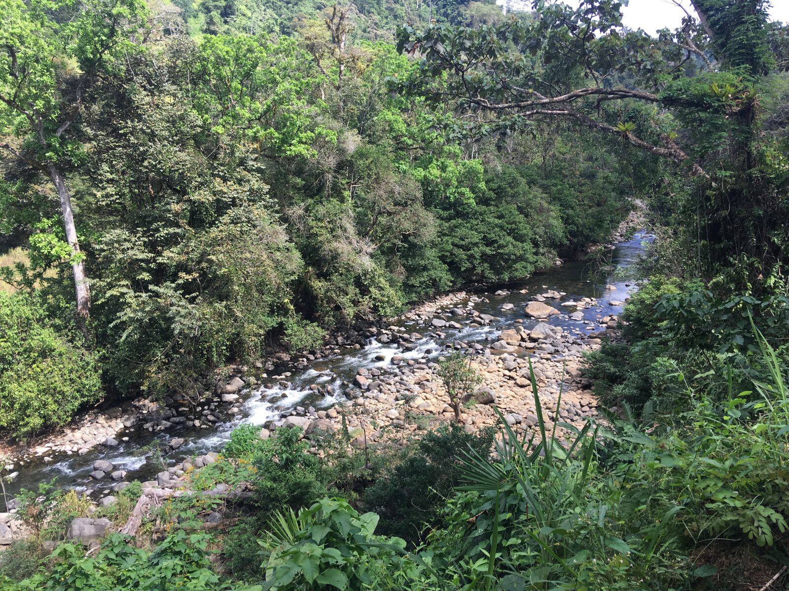 Apple iPhone 6s Plus sample photo. Forest, jungle, river, rocks photography