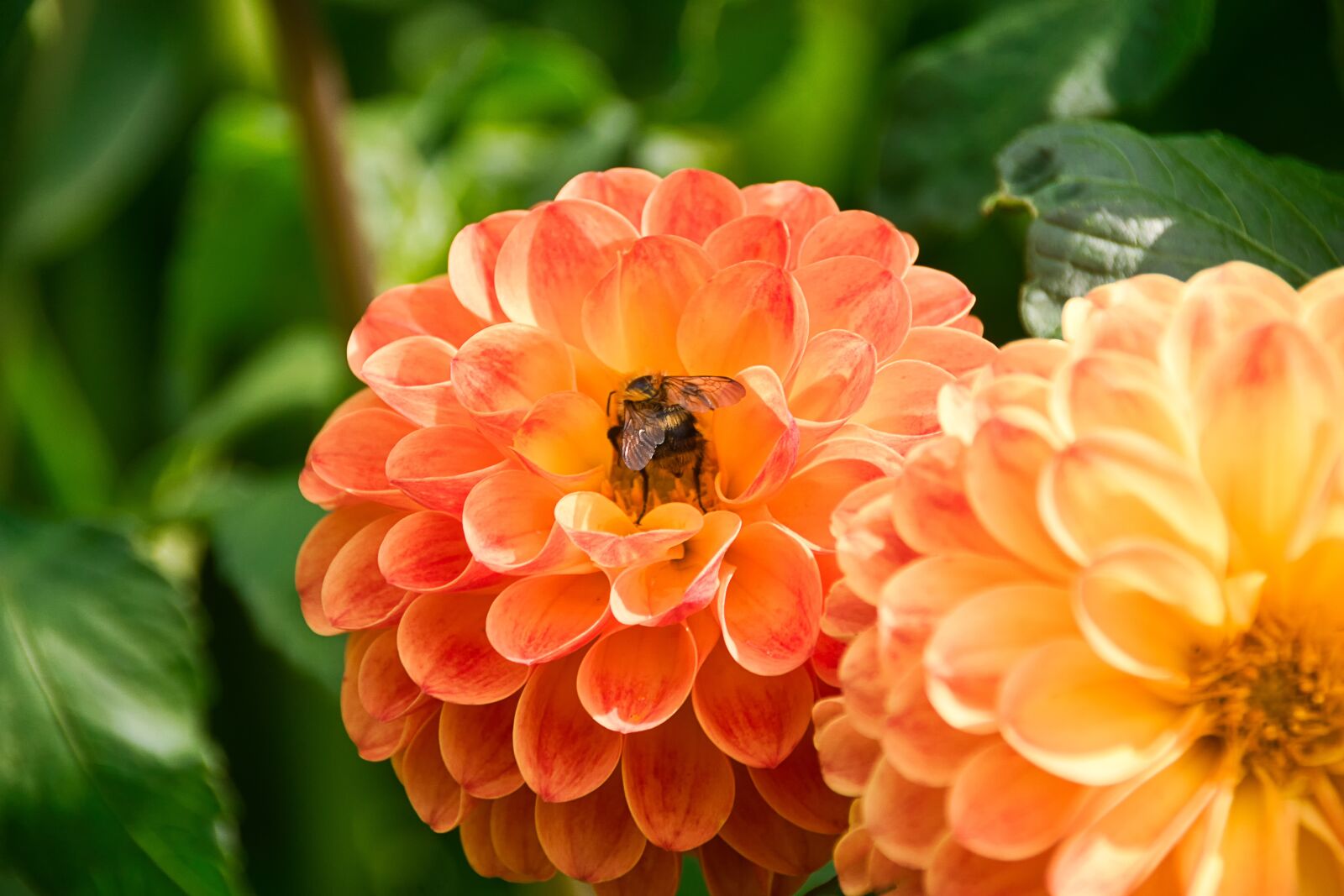 Sony ILCA-77M2 sample photo. Dahlia, insect, blossom photography
